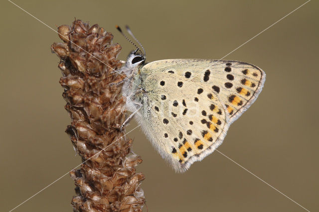 Bruine vuurvlinder (Lycaena tityrus)