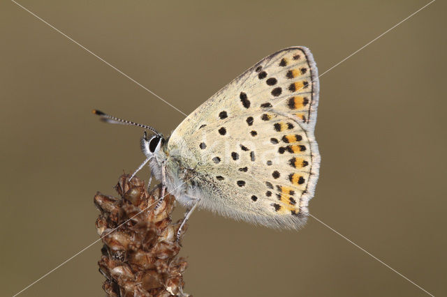 Bruine vuurvlinder (Lycaena tityrus)