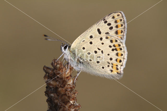 Bruine vuurvlinder (Lycaena tityrus)