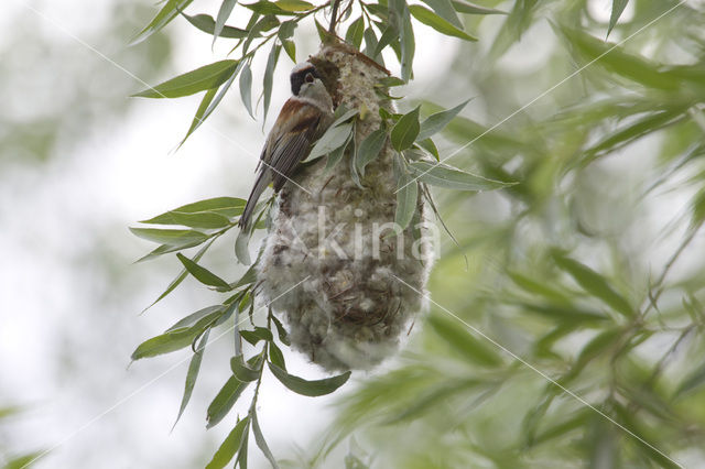 Eurasian Penduline-Tit (Remiz pendulinus)