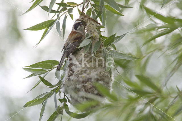 Eurasian Penduline-Tit (Remiz pendulinus)