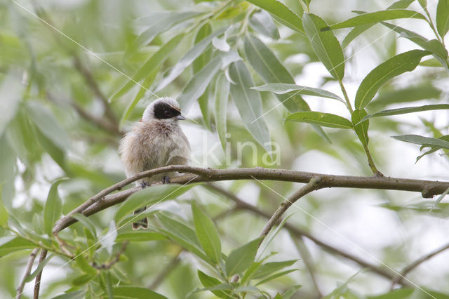 Eurasian Penduline-Tit (Remiz pendulinus)