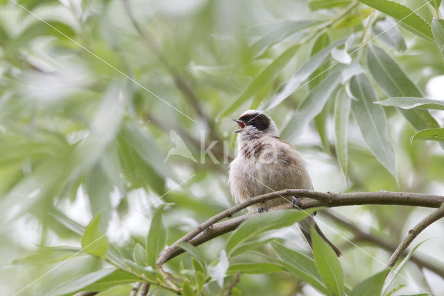 Eurasian Penduline-Tit (Remiz pendulinus)