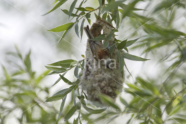 Eurasian Penduline-Tit (Remiz pendulinus)