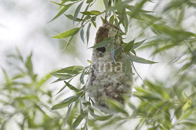 Eurasian Penduline-Tit (Remiz pendulinus)