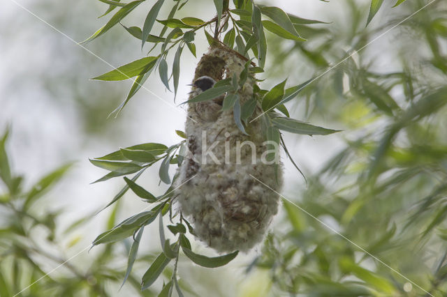 Eurasian Penduline-Tit (Remiz pendulinus)