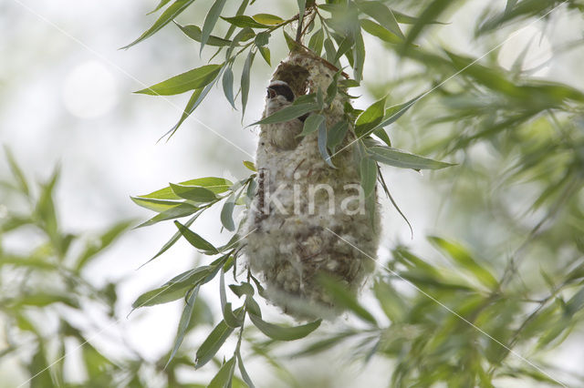 Eurasian Penduline-Tit (Remiz pendulinus)