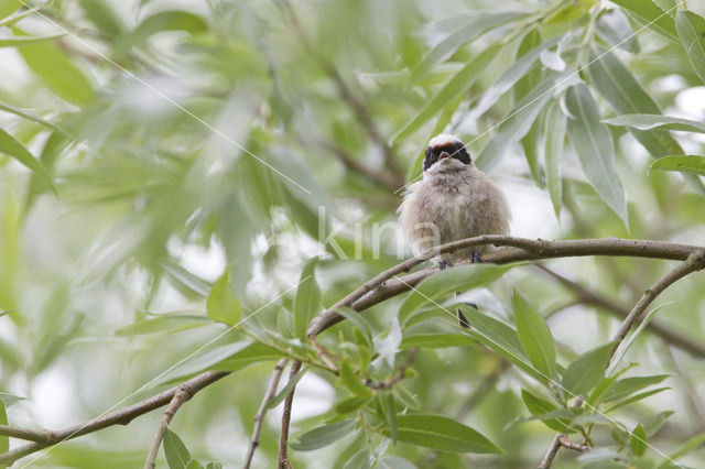 Eurasian Penduline-Tit (Remiz pendulinus)