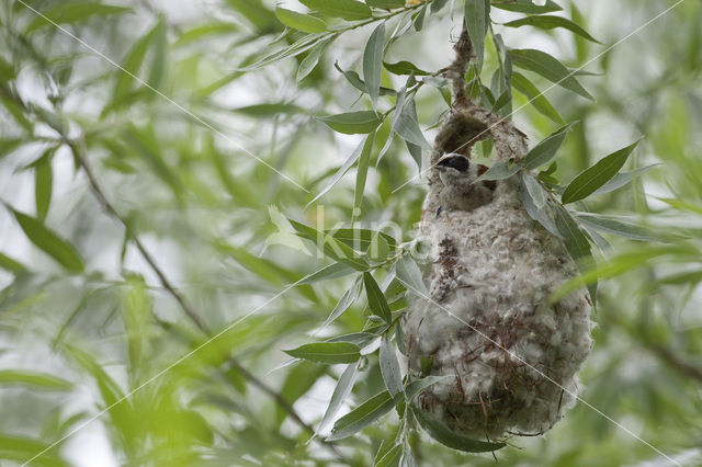 Eurasian Penduline-Tit (Remiz pendulinus)