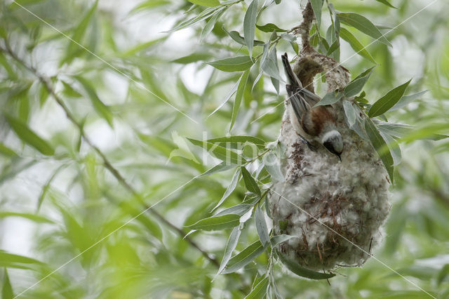 Eurasian Penduline-Tit (Remiz pendulinus)