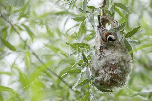 Eurasian Penduline-Tit (Remiz pendulinus)