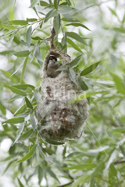 Eurasian Penduline-Tit (Remiz pendulinus)