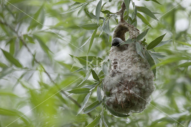 Eurasian Penduline-Tit (Remiz pendulinus)