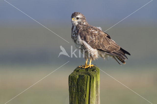 Common Buzzard (Buteo buteo)
