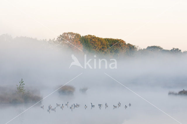 Canadese Gans (Branta canadensis)