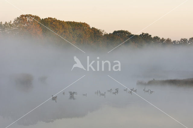 Canada Goose (Branta canadensis)