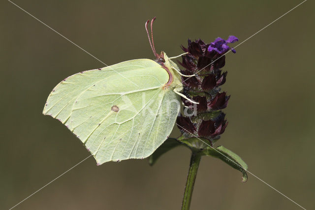 Citroenvlinder (Gonepteryx rhamni)