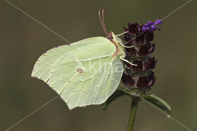 Citroenvlinder (Gonepteryx rhamni)