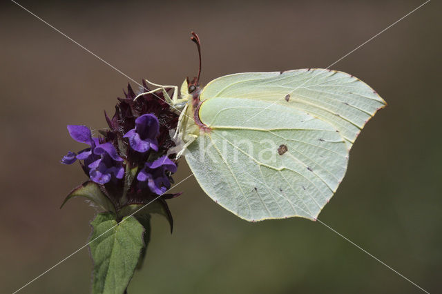 Citroenvlinder (Gonepteryx rhamni)