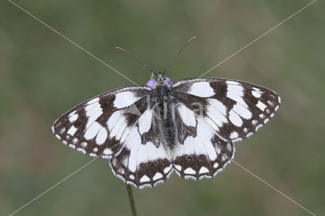 Marbled White (Melanargia galathea)