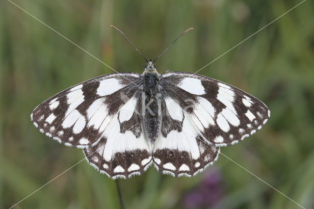 Dambordje (Melanargia galathea)