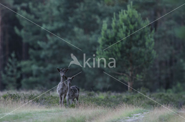 Fallow Deer (Dama dama)