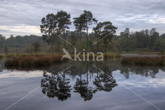 Pine tree (Pinus spec.)