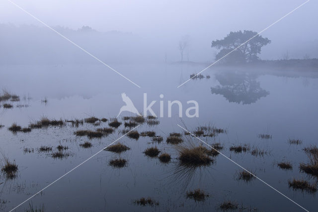 Pine tree (Pinus spec.)