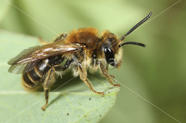 Donkere klaverzandbij (Andrena labialis)