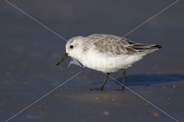 Drieteenstrandloper (Calidris alba)