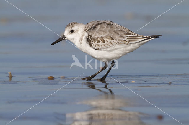 Drieteenstrandloper (Calidris alba)