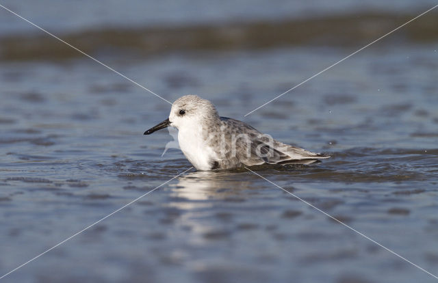 Drieteenstrandloper (Calidris alba)
