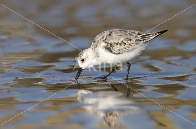 Drieteenstrandloper (Calidris alba)