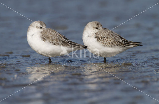 Drieteenstrandloper (Calidris alba)