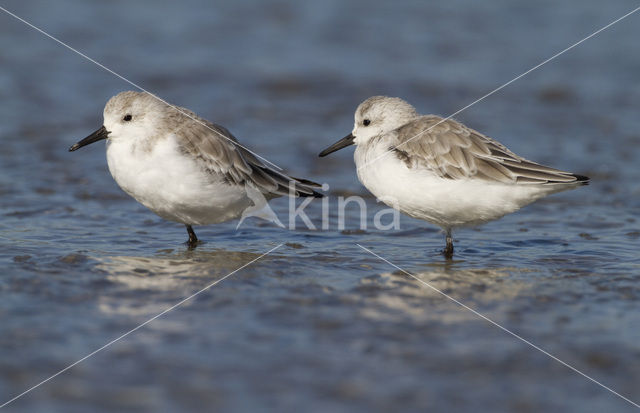 Drieteenstrandloper (Calidris alba)