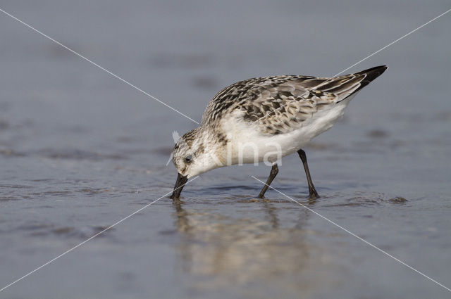 Drieteenstrandloper (Calidris alba)