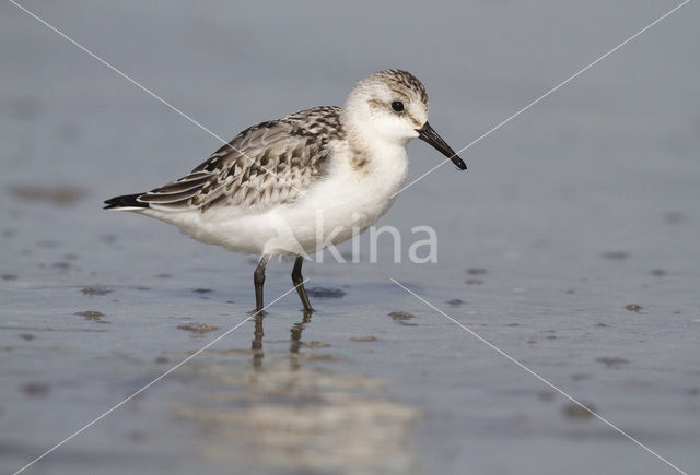 Drieteenstrandloper (Calidris alba)