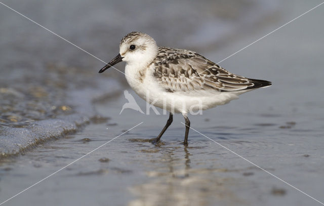 Drieteenstrandloper (Calidris alba)