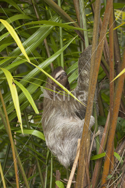 pale-throated three-toed sloth (Bradypus tridactylus)