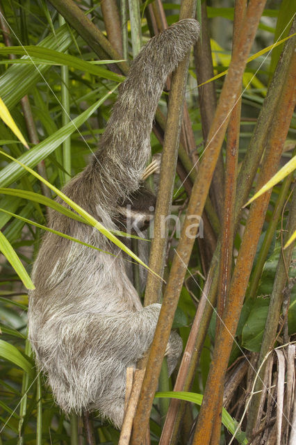 Drievingerige luiaard (Bradypus tridactylus)