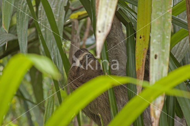 pale-throated three-toed sloth (Bradypus tridactylus)