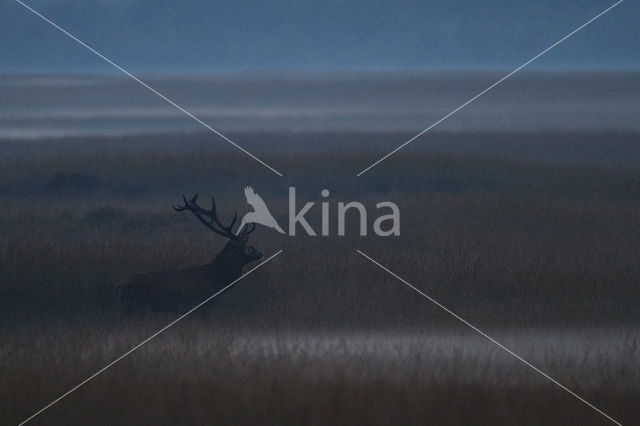 Red Deer (Cervus elaphus)