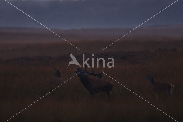 Red Deer (Cervus elaphus)