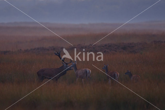 Red Deer (Cervus elaphus)