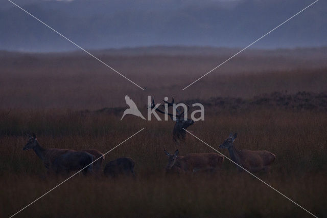 Red Deer (Cervus elaphus)