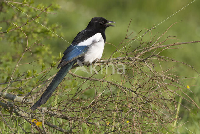 Black-billed Magpie (Pica pica)