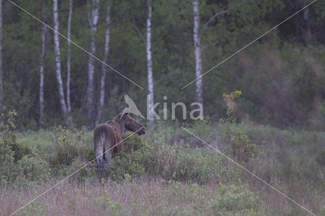 Elk (Alces alces)