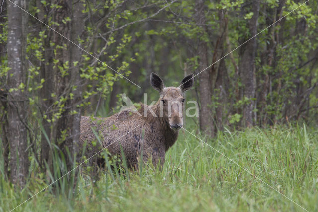 Elk (Alces alces)