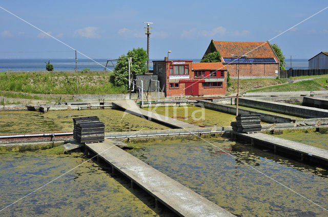 Common Oyster (Ostrea edulis)