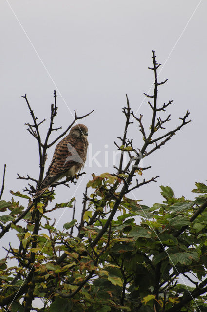 European kestrel (Falco tinnunculus tinnunculus)